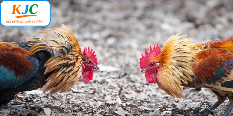 KJC làm mới hình thức giải trí truyền thống đá gà Thomo